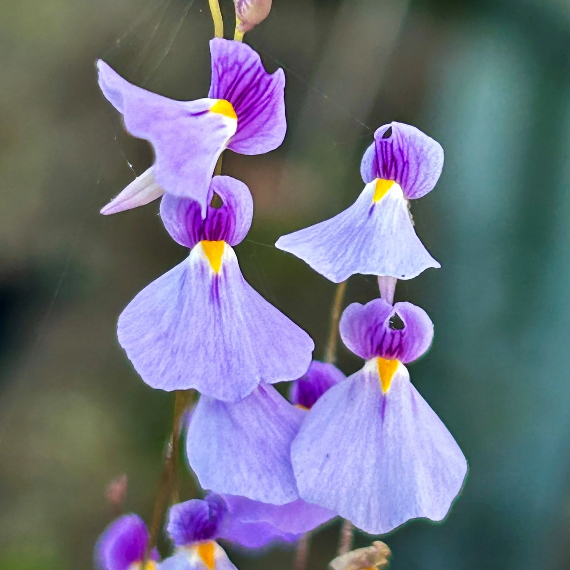 Violet Utricularia Flower seeds for Planting - Wildflower Mix, Heirloom & GMO Free Seeds for Home Garden
 
 Sale