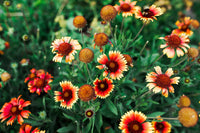 Heirloom Gaillardia Tokajer Flower seeds for Planting Hardy Variety Heirloom & GMO Free Seeds for Home Garden
