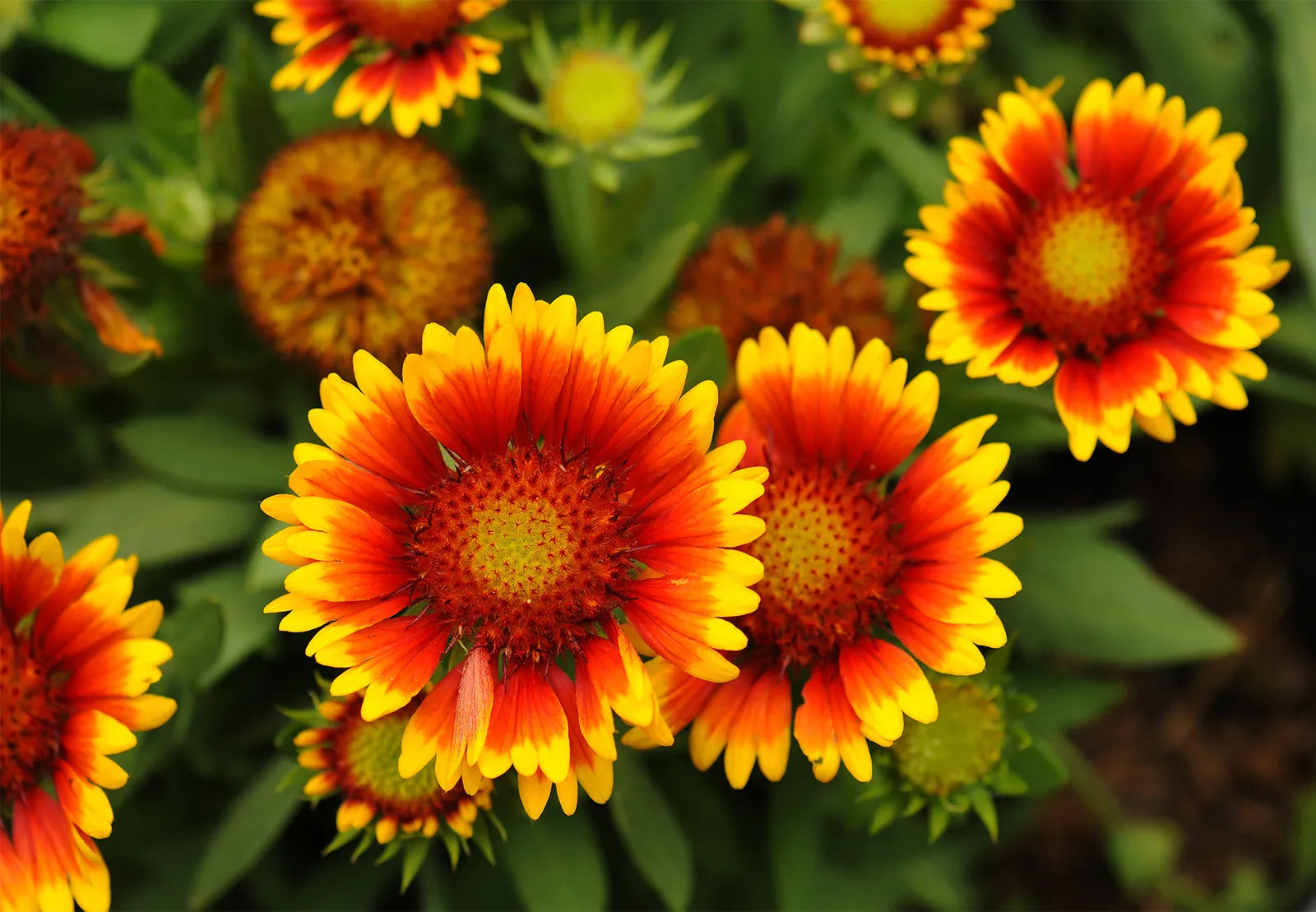 Heirloom Gaillardia Flower seeds for Planting Cottage Garden Essential Heirloom & GMO Free Seeds for Home Garden