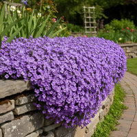 Blaukissen Flower seeds for Planting - Long Bloom Season, Heirloom & GMO Free Seeds for Home Garden