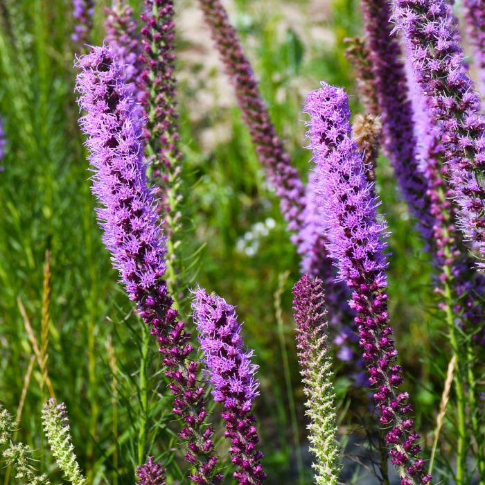 Lavender Liatris Flower seeds for Planting - Drought Tolerant, Heirloom & GMO Free Seeds for Home Garden
 
 Sale seeds for planting in home garden
