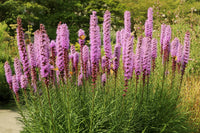 Prairie Blazing Star Flower seeds for Planting Sun Loving Heirloom & GMO Free Seeds for Home Garden
