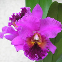 Cattleya Orchid Seeds for Bonsai Planting - Multicolor Butterfly Orchidee