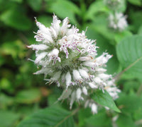Mint Flower seeds for Planting Shade Tolerant Heirloom & GMO Free Seeds for Home Garden