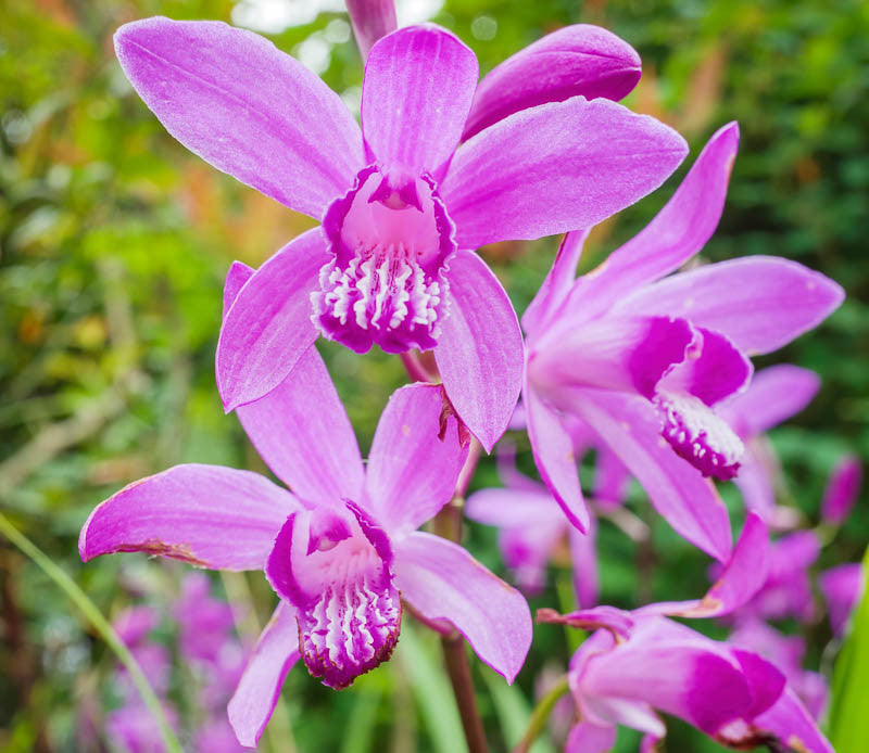 Bletilla Striata Flower seeds for Planting Colorful Display Heirloom & GMO Free Seeds for Home Garden 
 
 Sale