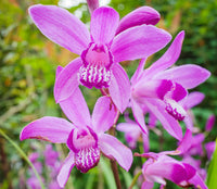 Bletilla Striata Flower seeds for Planting Colorful Display Heirloom & GMO Free Seeds for Home Garden 
 
 Sale