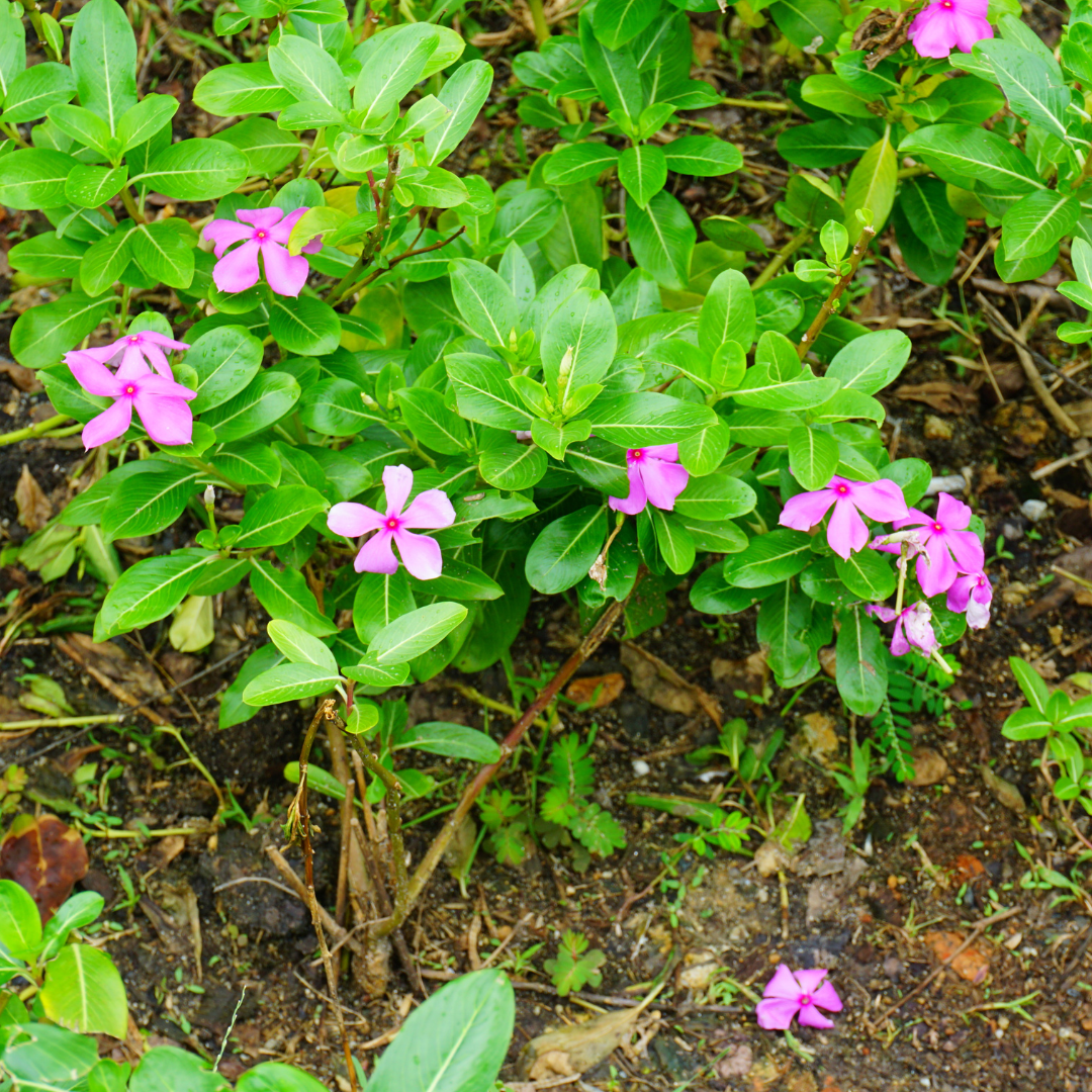 Periwinkle Flower seeds for Planting - Cut Flower Favorite, Heirloom & GMO Free Seeds for Home Garden