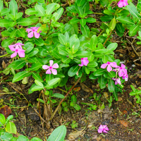 Periwinkle Flower seeds for Planting - Cut Flower Favorite, Heirloom & GMO Free Seeds for Home Garden
