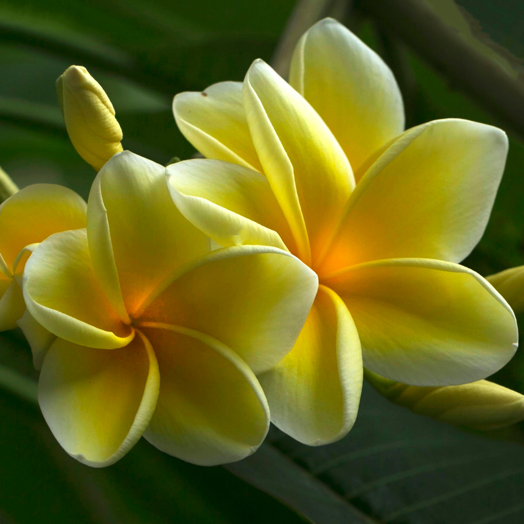 Yellow Fragrant Flower seeds for Planting - Long Bloom Season, Heirloom & GMO Free Seeds for Home Garden