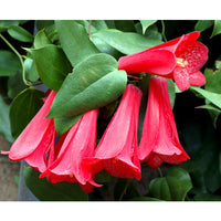 Lapageria Flower Seeds Planting Guide