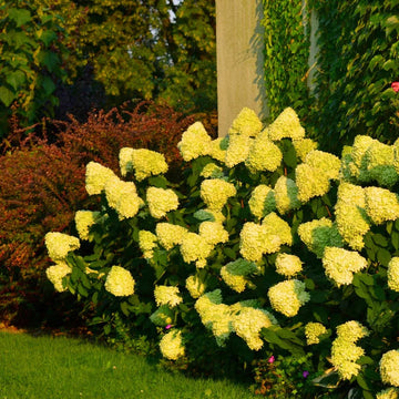 Thick Yellow Hydrangea Flower seeds for Planting Premium Quality Heirloom & GMO Free Seeds for Home Garden
 
 Sale