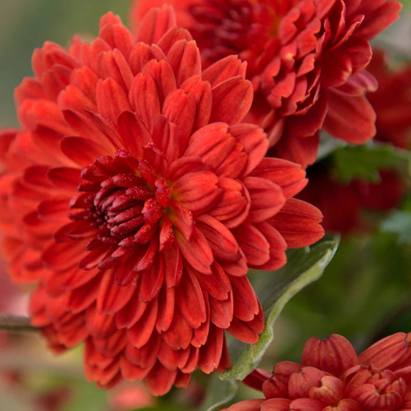 Chrysanthemum Deep Red Flower seeds for Planting - Long Bloom Season, Heirloom & GMO Free Seeds for Home Garden