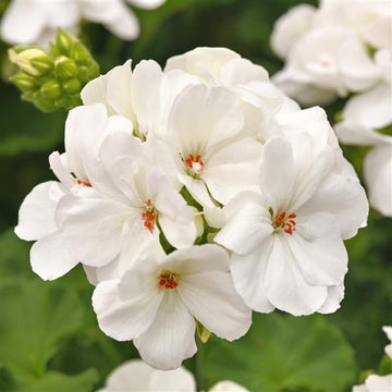 White Geranium Pelargonium Flower seeds for Planting - Drought Tolerant, Heirloom & GMO Free Seeds for Home Garden