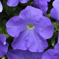 Blue Petunia Flower seeds for Planting - Vibrant Colors, Heirloom & GMO Free Seeds for Home Garden