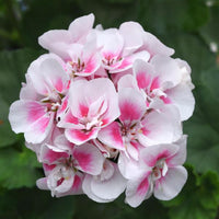 Geranium Flower Seeds for planting White Light Pink