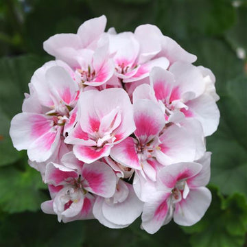 Geranium Flower Seeds for planting White Light Pink