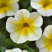 White Yellow Frostfire Flower seeds for Planting - Hardy Variety, Heirloom & GMO Free Seeds for Home Garden