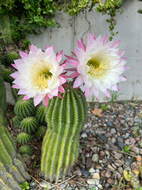 Echinopsis Flower seeds for Planting Premium Quality Heirloom & GMO Free Seeds for Home Garden 
 
 Sale