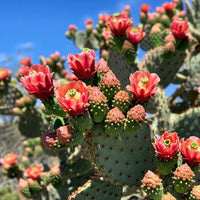 Cactus Flower seeds for Planting - Compact Growth, Heirloom & GMO Free Seeds for Home Garden