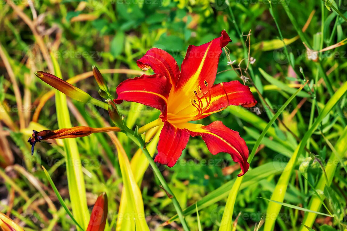 Taglilie Hemerocallis spp Flower Seeds for Planting in Flower Bed