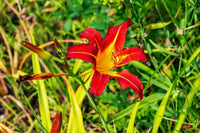 Taglilie Hemerocallis spp Flower Seeds for Planting in Flower Bed