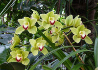 Blooming Light Green Orchid Plant