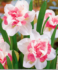 Stunning Pink & White Daffodil Flowers