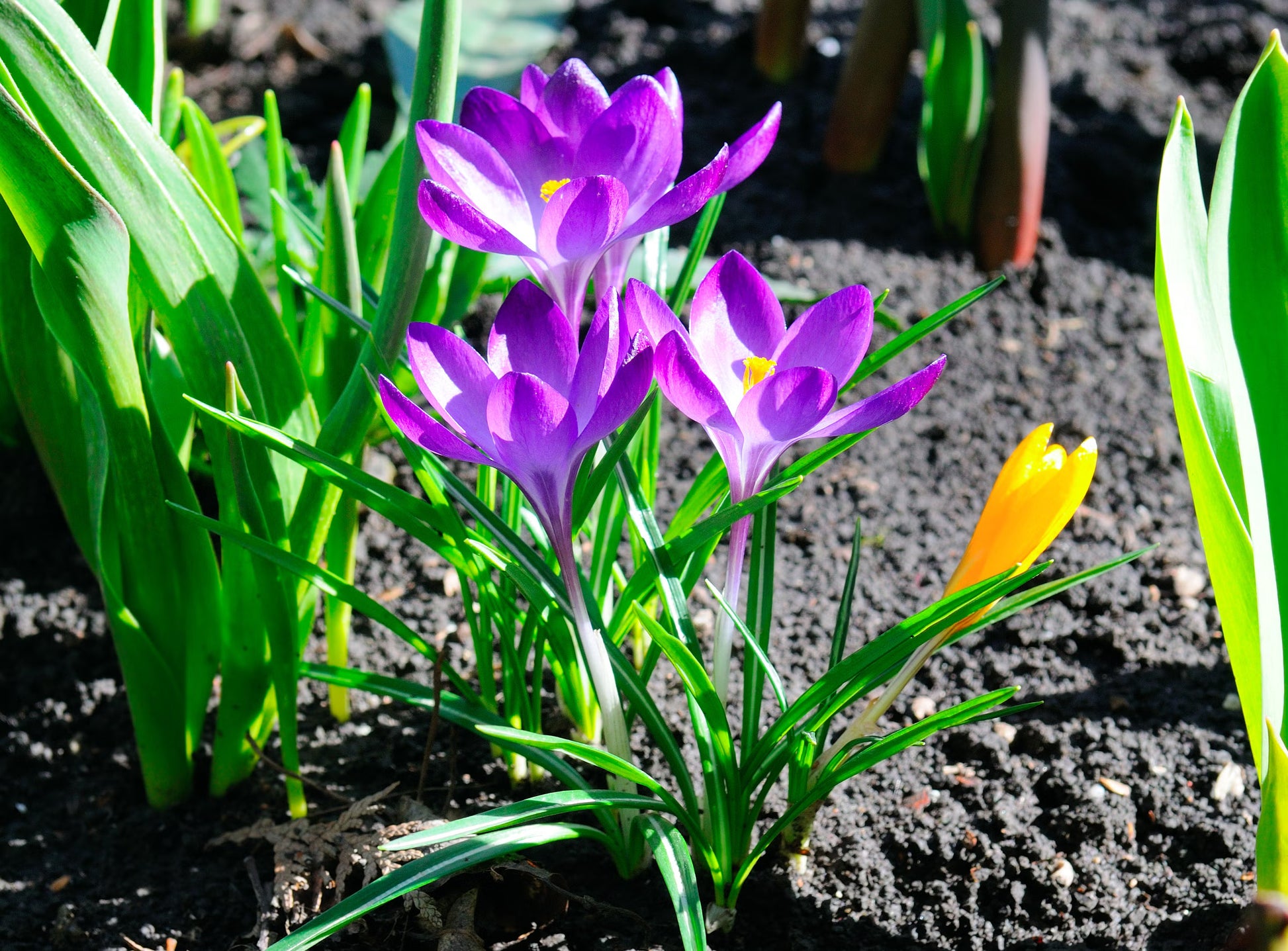 White Violet Daffodil Seeds for Planting in Your Garden