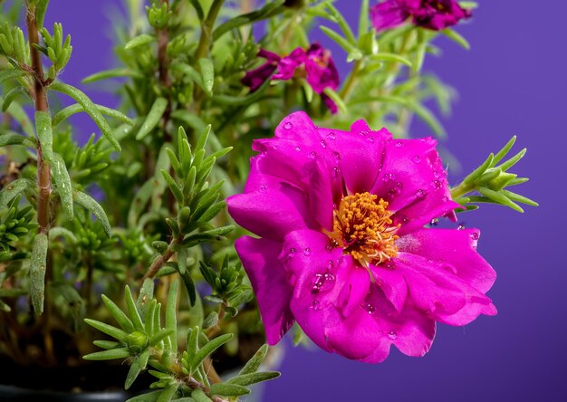 Purple Portulaca Flower seeds for Planting Compact Growth Heirloom & GMO Free Seeds for Home Garden 
 
 Sale