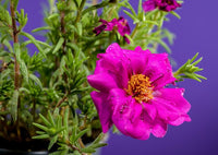 Purple Portulaca Flower seeds for Planting Compact Growth Heirloom & GMO Free Seeds for Home Garden 
 
 Sale