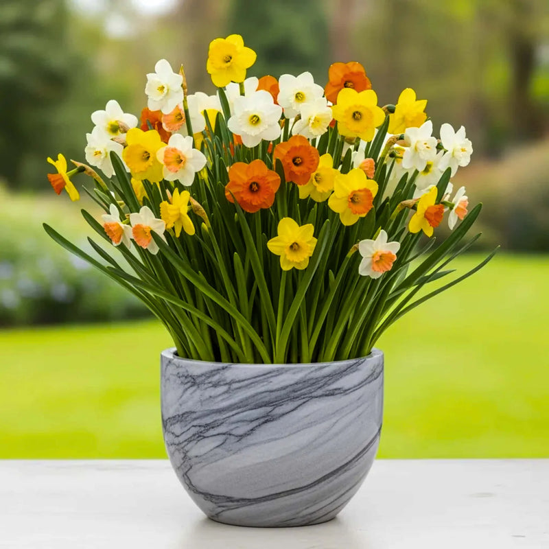 Daffodils Flower seeds for Planting - Seasonal Bloomer, Heirloom & GMO Free Seeds for Home Garden