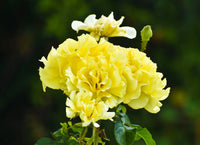 Yellow Purple Carnation Flower Seeds for Planting  Ideal for Garden Beautification and Vibrant Floral Displays