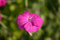 Pink Lychnis Flower seeds for Planting - Long Bloom Season, Heirloom & GMO Free Seeds for Home Garden
