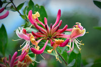 Lonicera Flower seeds for Planting Wildflower Mix Heirloom & GMO Free Seeds for Home Garden