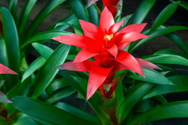 Hechtia Flower seeds for Planting - Seasonal Bloomer, Heirloom & GMO Free Seeds for Home Garden