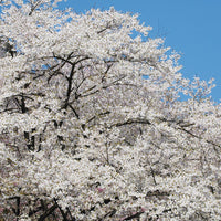 Willow Tree Seeds for Planting - Elegant Shade Provider, Perfect for Landscapes and Gardens