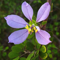 Blue Bauhinia Tree Seeds for Easy Planting