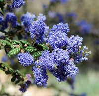 Ceanothus Prostratus Seeds for Easy Planting