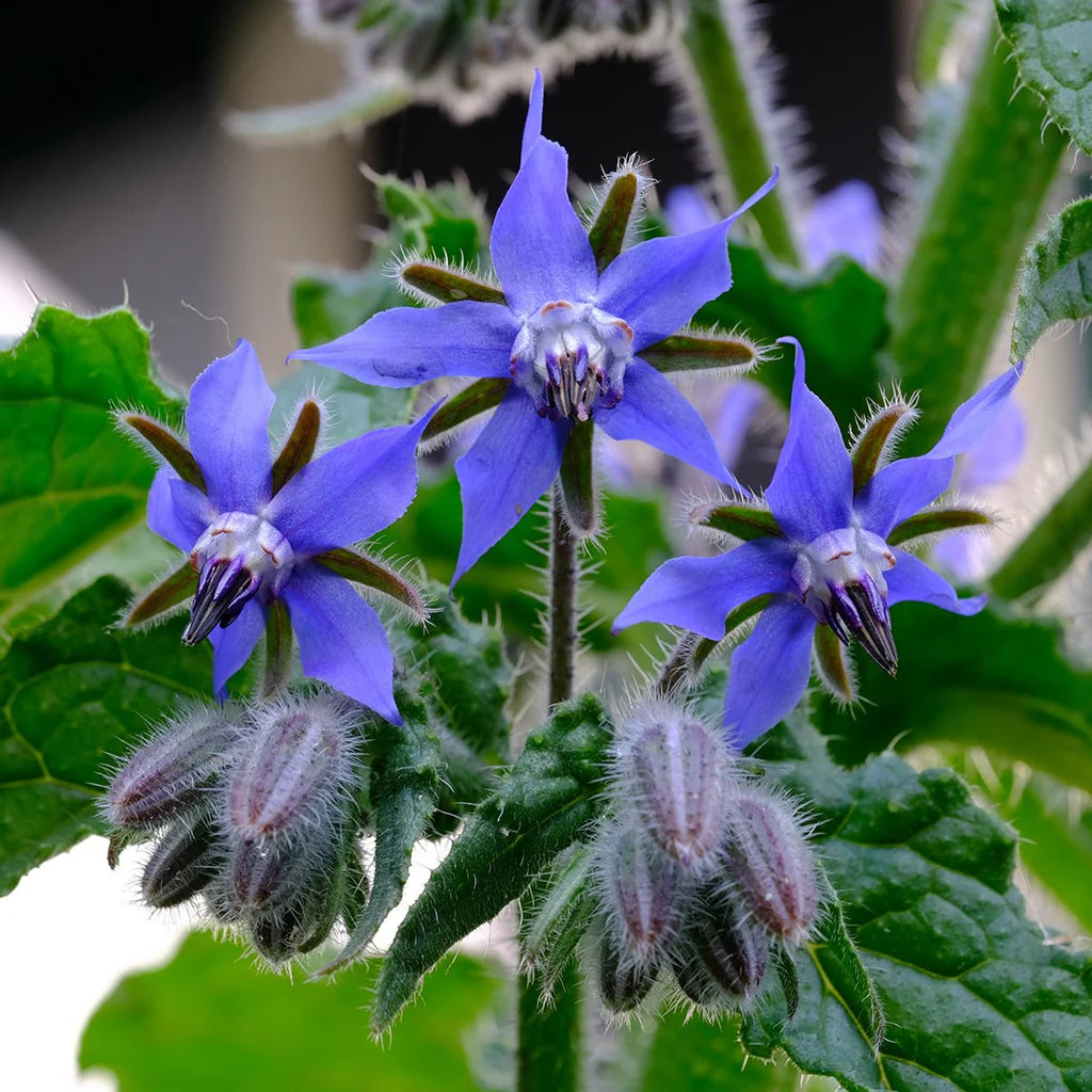Dark Blue Borage Flower seeds for Planting - Low Maintenance, Heirloom & GMO Free Seeds for Home Garden