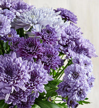 Blue Violet Chrysanthemum Flower seeds for Planting - Seasonal Bloomer, Heirloom & GMO Free Seeds for Home Garden