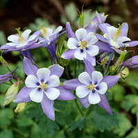 Blue White Aquilegia Coerulea Flower seeds for Planting - Drought Tolerant, Heirloom & GMO Free Seeds for Home Garden