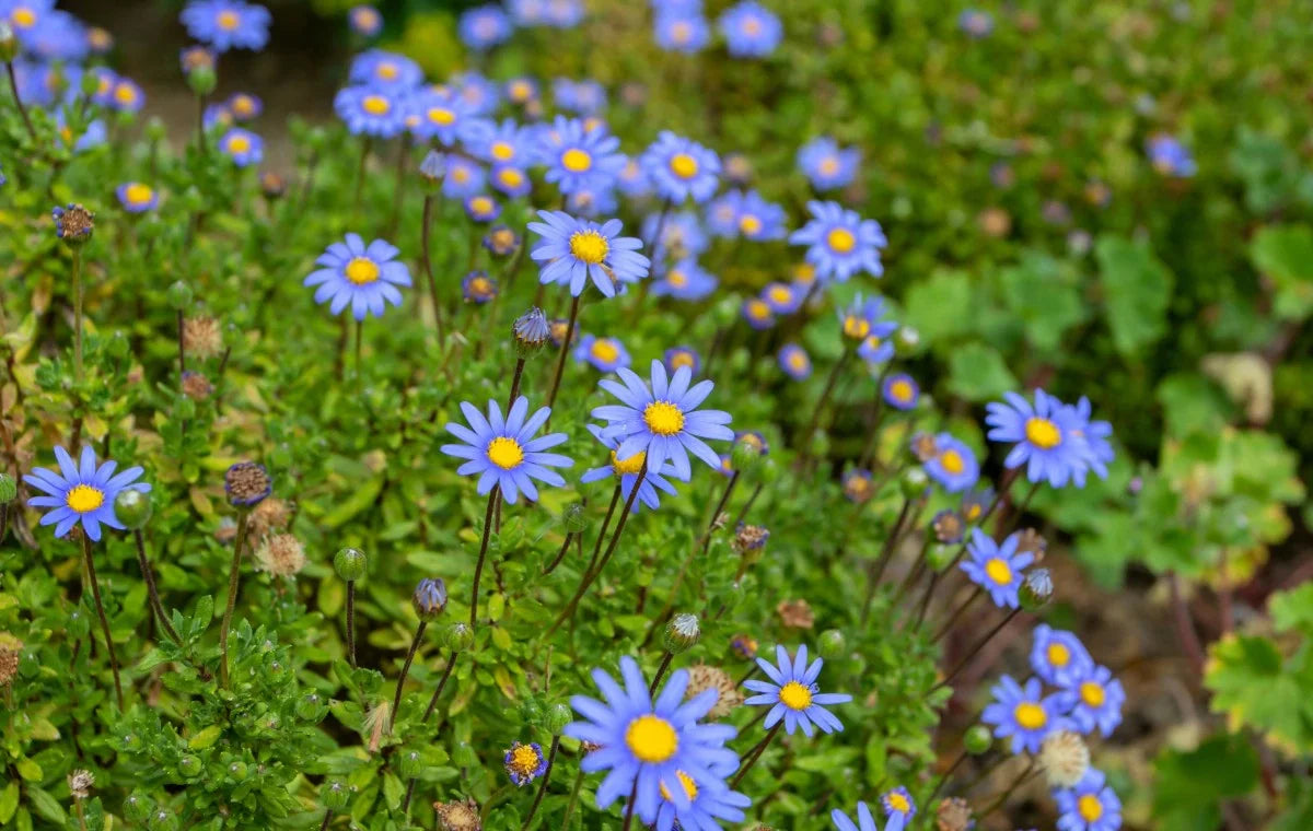 Compact Blue Felicia flowers for borders and pots
