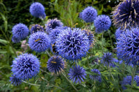 Echinops Flower seeds for Planting Premium Quality Heirloom & GMO Free Seeds for Home Garden 
 
 Sale for planting in home garden