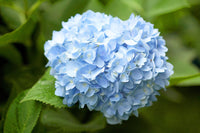 Sky Blue Hydrangea Flower seeds for Planting - Cut Flower Favorite, Heirloom & GMO Free Seeds for Home Garden