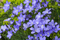 Blue Flax seeds Linum perenne