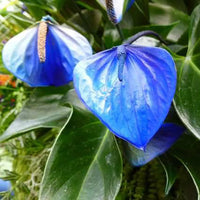Blue Futaba Anthurium Seeds for Planting