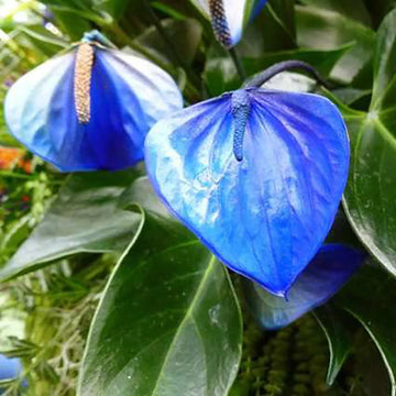 Blue Futaba Anthurium Seeds for Planting