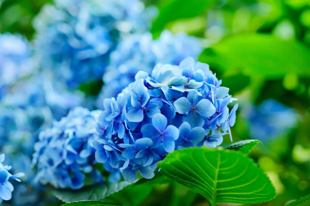 Deep Blue Hydrangea Flower seeds for Planting - Bright Blooms, Heirloom & GMO Free Seeds for Home Garden