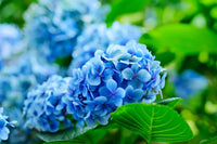 Deep Blue Hydrangea Flower seeds for Planting - Bright Blooms, Heirloom & GMO Free Seeds for Home Garden
