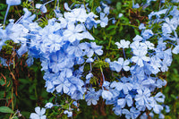 Blue Jasminum Sambac Flower Seeds for Planting Pollinator Friendly Heirloom & GMO Free Seeds for Home Garden
 
 Sale